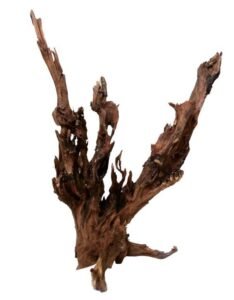 Dark Wood