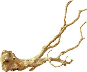 Branch Wood